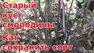 Черенкование, размножение смородины черенками осенью. Обновление старого куста черной смородины.