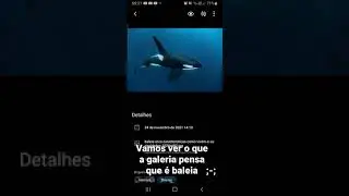 A claro, minhas baleias favoritas