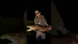 HEYBETLİ #alabalık #alabalıkavı #balık #troutfishing #fishing #trout #alabalık #