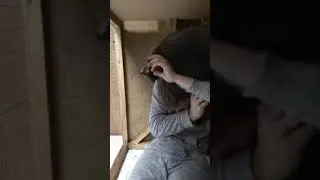 в гостях у енотов ( продолжение )