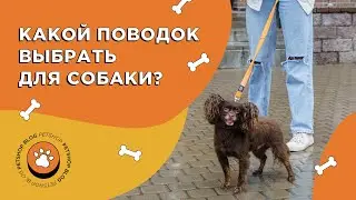 Какой поводок выбрать? Виды поводков для собаки.
