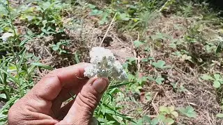 Good Plants:  pearly everlasting - Always Ants
