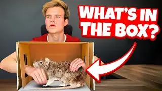 Nick Wilkins guesses what’s in THE BOX!