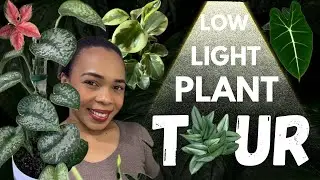 LOW LIGHT HOUSEPLANT TOUR 2024| SURVIVING THE DARK WINTER 🥶| My mom’s collection
