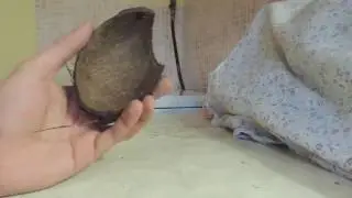 На что нарастить мох в аквариуме? Наращиваем мох на кокос!
