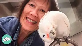Woman Saves Sad 50 Year Old Parrot. Now He's Oh-So-Happy | Cuddle Buddies