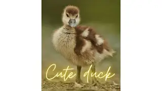 Ducky duck is very happy. Big and happy cute duck family.