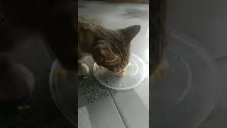 Reaksi Kucing Di Kasih Makan Jagung Rebus Gimana ya......