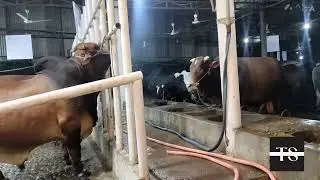 কোরবানির সময় ঘুরা ঘুরি,  গরু দেখার মজাই আলাদা..