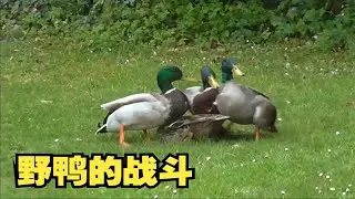 母野鸭和两只公野鸭在觅食，另一只公野鸭却跑来霸王硬上弓。
