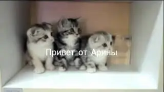 Как отличить подделку от настоящего Басика?/ПЕРВОЕ ВИДЕО!