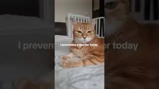 Good kitty!  #catsvideo #catshorts #orangecat #cutecat #catlover #gingercat #funnycatvideos