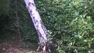 Silver Birch tree