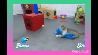 привет Я лиза