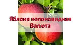 Яблоня колоновидная Валюта 🌿 Обзор: посадка и уход. саженцы, крупномеры: описание и особенности