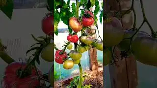 Томат АМЕТИСТОВАЯ ДРАГОЦЕННОСТЬ. Коллекционный сорт. Ярославская обл.