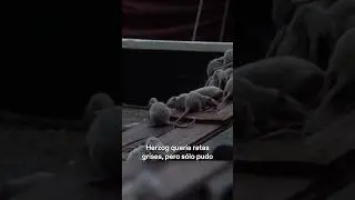 Pobres ratas 😢 #shorts #wernerherzog #klauskinski #nosferatu #cine #curiosidades #parati #fyp #fypシ