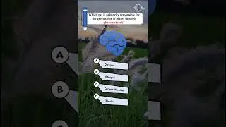 Mystery Behind Green Plants 