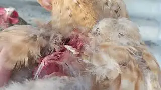 Цыплят по осени считают
