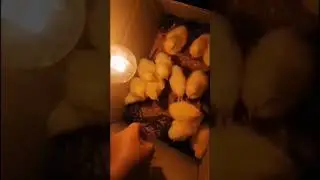 cute chicks short video #whatsappstatus #shorts #viral #ytshorts