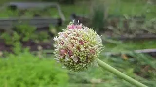 Garlic Bulbils (Garlic Seeds For Planting) How To Harvest Garlic Bulbils