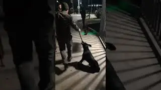 В Сочи охранник отеля чуть не задушил собаку