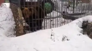 Медведь и алкаши