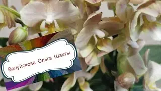 Итоги розыгрыша орхидеи в августе! 🥰🥳
