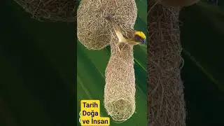 Usta bir sanatkâr.