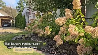 Преображение клумб на участке. Сорта посаженных растений. Туи, злаки, гортензии