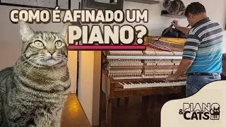 Afinando Pianos com Gatinhos!