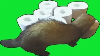 Хорек  играет дома!!! Хорек играет видео!!! Хорек играет!!! A ferret playing!!! Ferret!!!