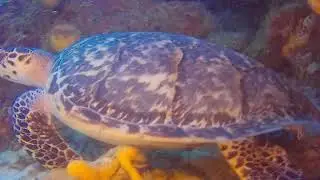 CZM 10 14 2023 - HorseShoe Reef