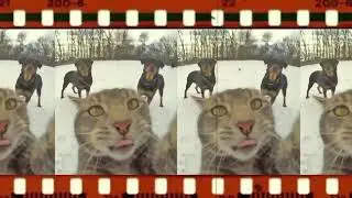 Кот делает селфи с собаками 🤯🤯