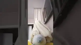 монстр съел тюленя😭 простите что так долго не было видео😅 