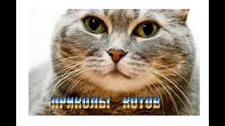 Первое видео на моём канале. Приколы про котов!!!