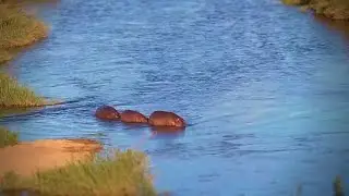 Three Hippos Wander Down the Sabie