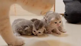 The kitten trying hard to get back into the box is cute