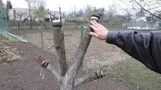 How to plant fruit trees