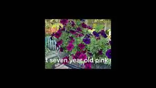 MGA HALAMAN/PLANTS AROUND JOEY’s BACKYARD  2022