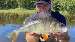 Aborre fiskeri