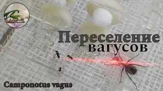 Переселение вагусов! Camponotus Vagus