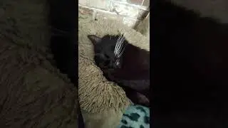 Не хочет просыпаться) #shorts