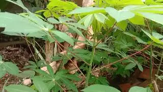Daun Singkong Bisa Dijadikan Sayuran Sehat