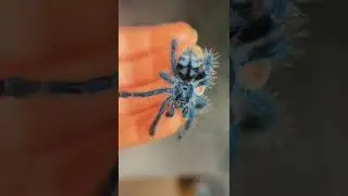 Хотели бы потрогать пауков? 