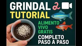 GRINDAL 🪱 TUTORIAL 🎥 Alimento vivo GRATIS 🐠 completo paso a paso.