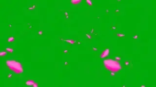 FREE Green Screen Pink Petals 💚 no copyright