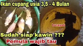 Cupang bahan boleh tidak di kawinkan ???
