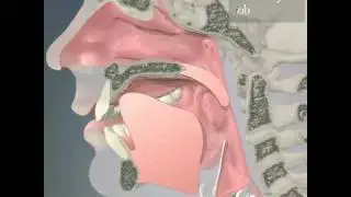 Phonetic animation from Speech Language Pathology character j (Primal Pictures)
