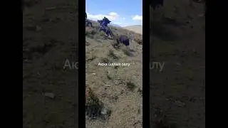 Казахи гоняют медведя на лошадях.